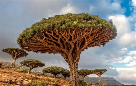 Dracaena cinnabari the dragon blood tree - HowStuffWorks looks to the real natural world for clues as to how dragons might be able to breathe fire if they actually existed. Advertisement Not all dragons are made the same. W...